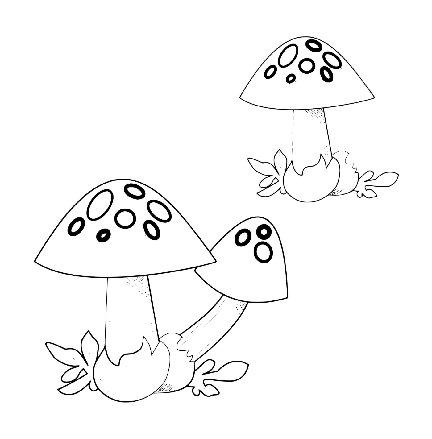  Two volvary mushrooms side by side 
