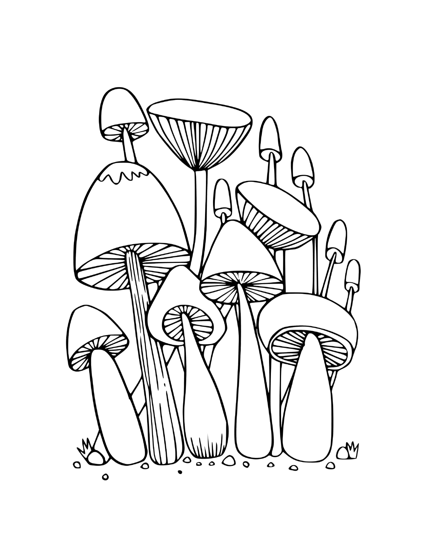  Funghi della foresta seduti nell'erba 