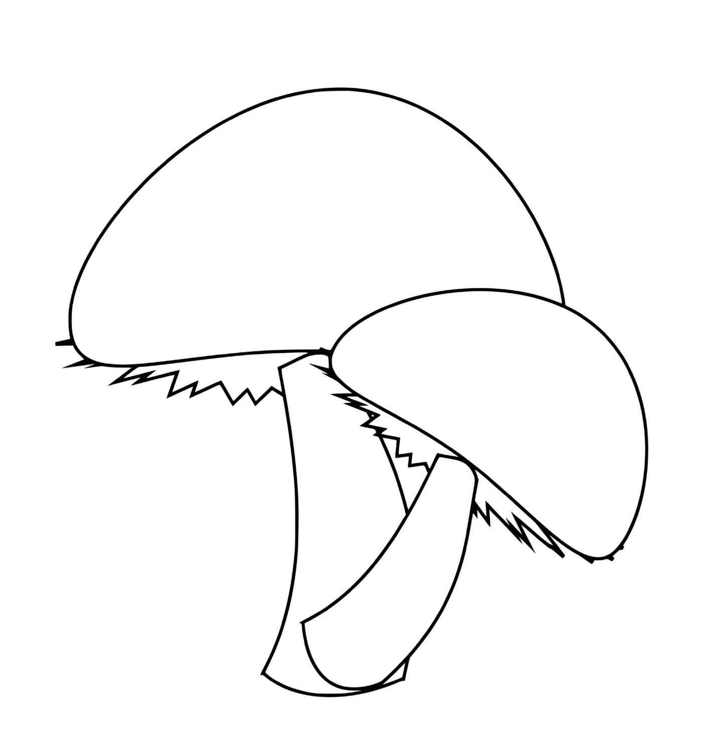  Two simple mushrooms to admire 