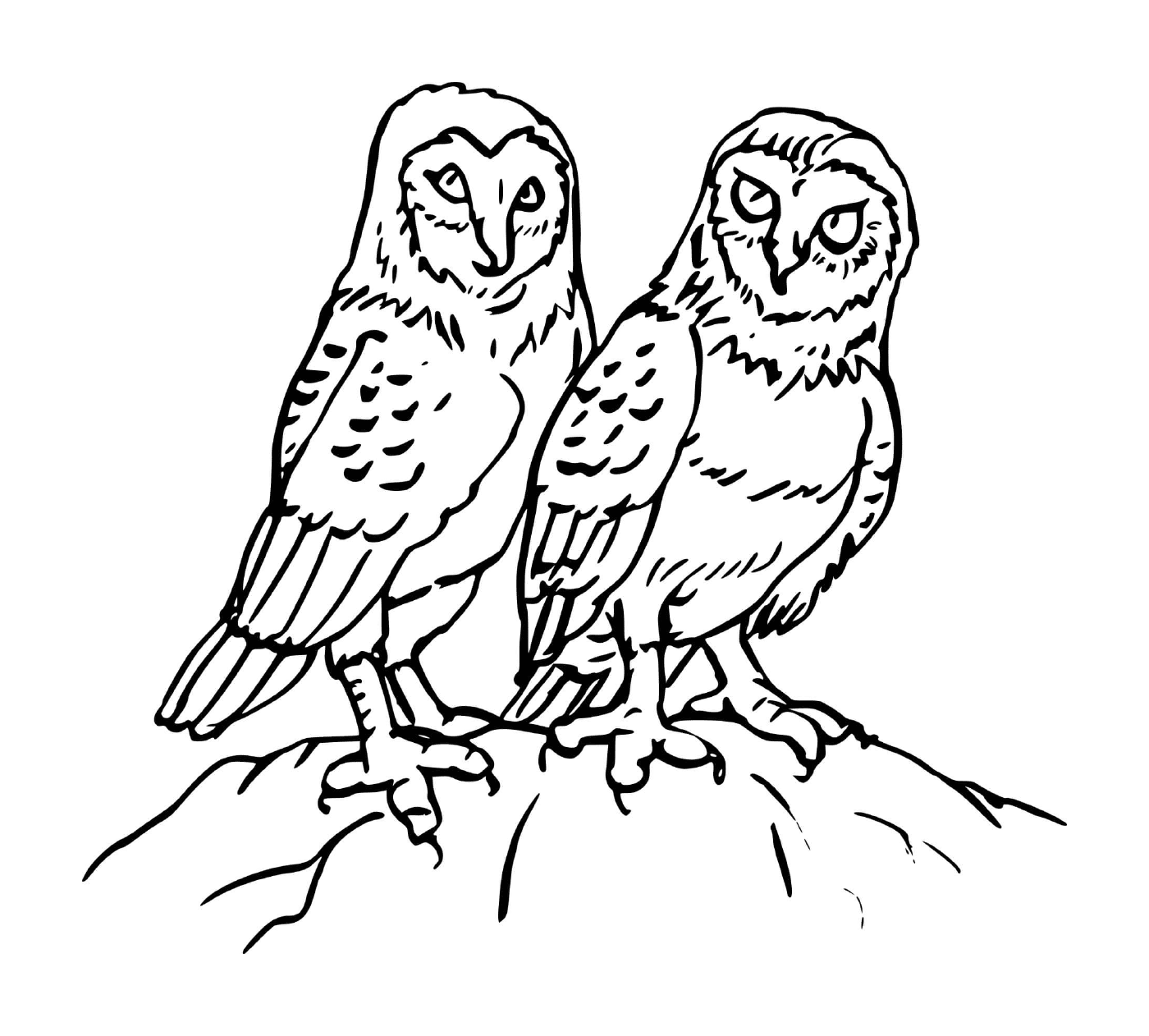  Two owl animals 