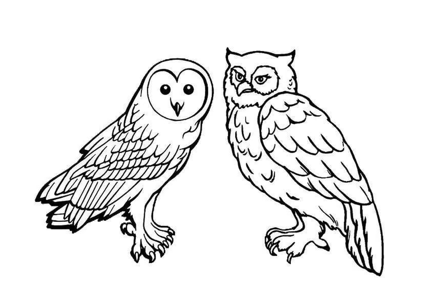  Owl and owl of the same family 
