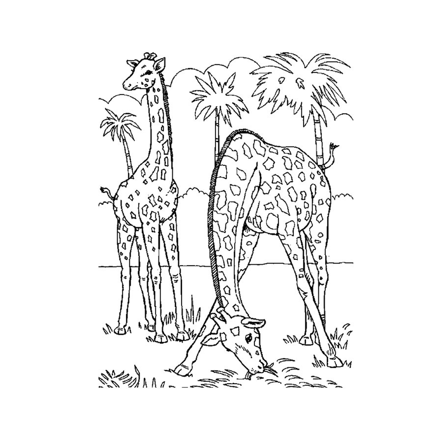  Пальмовое дерево с двумя жирафами 