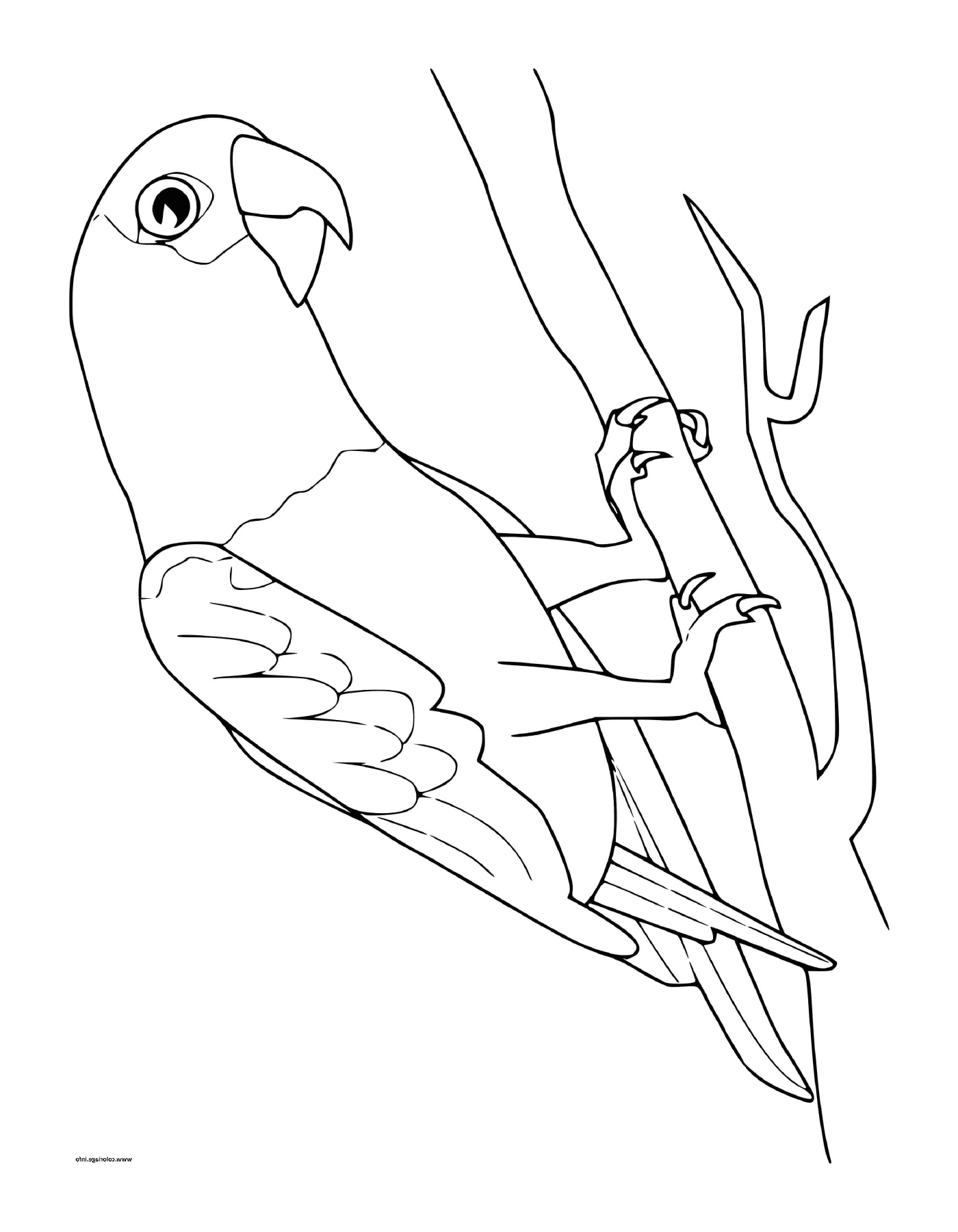  Серый попугай из Габона на деревянной ветке 