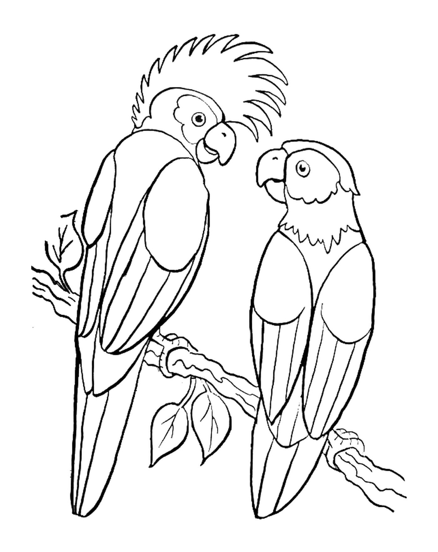  Парочка попугаев на деревянной ветке 
