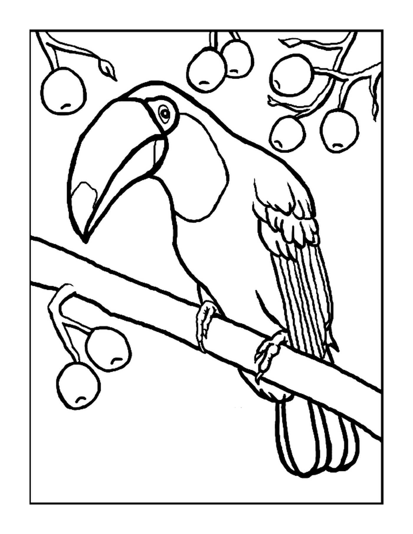  Toucan on a branch 