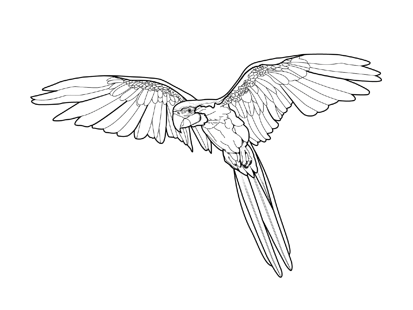  Parrot, uccello esotico 