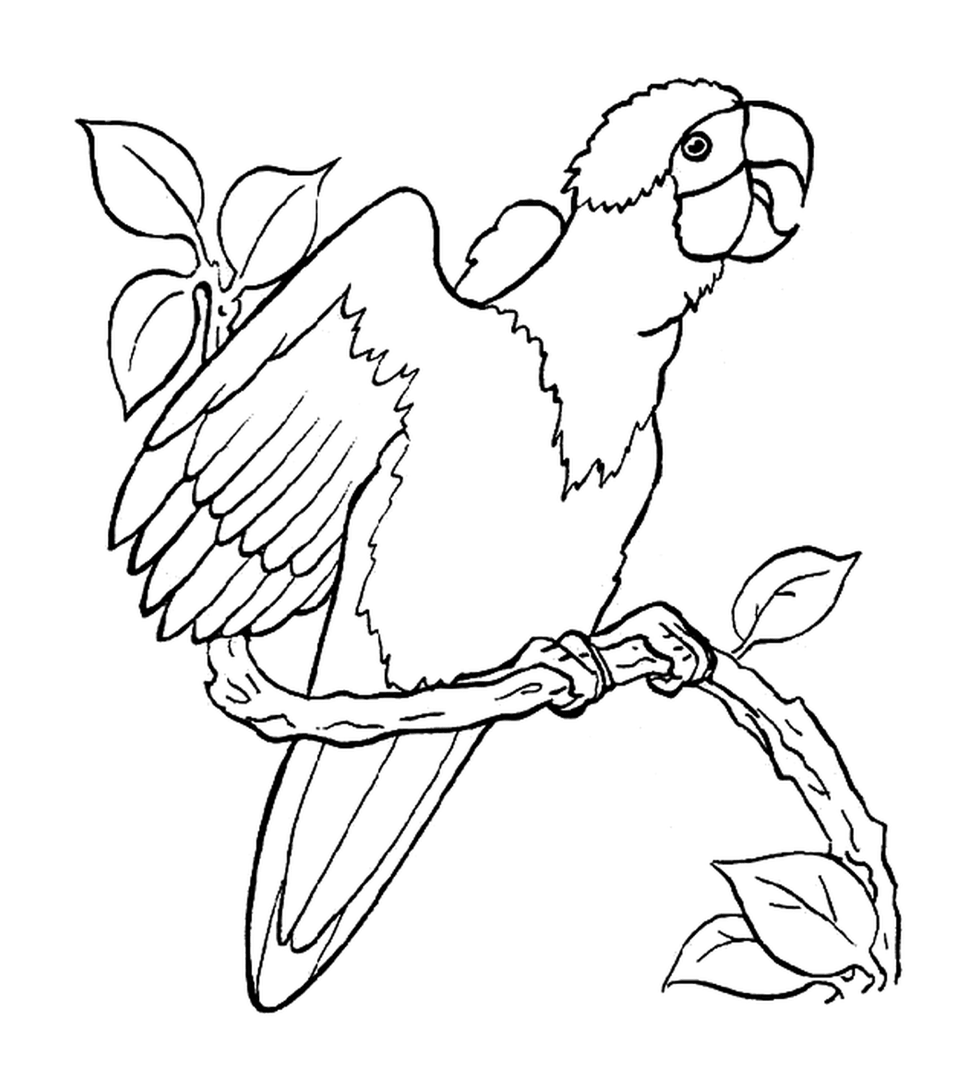  Попугай на ветке 