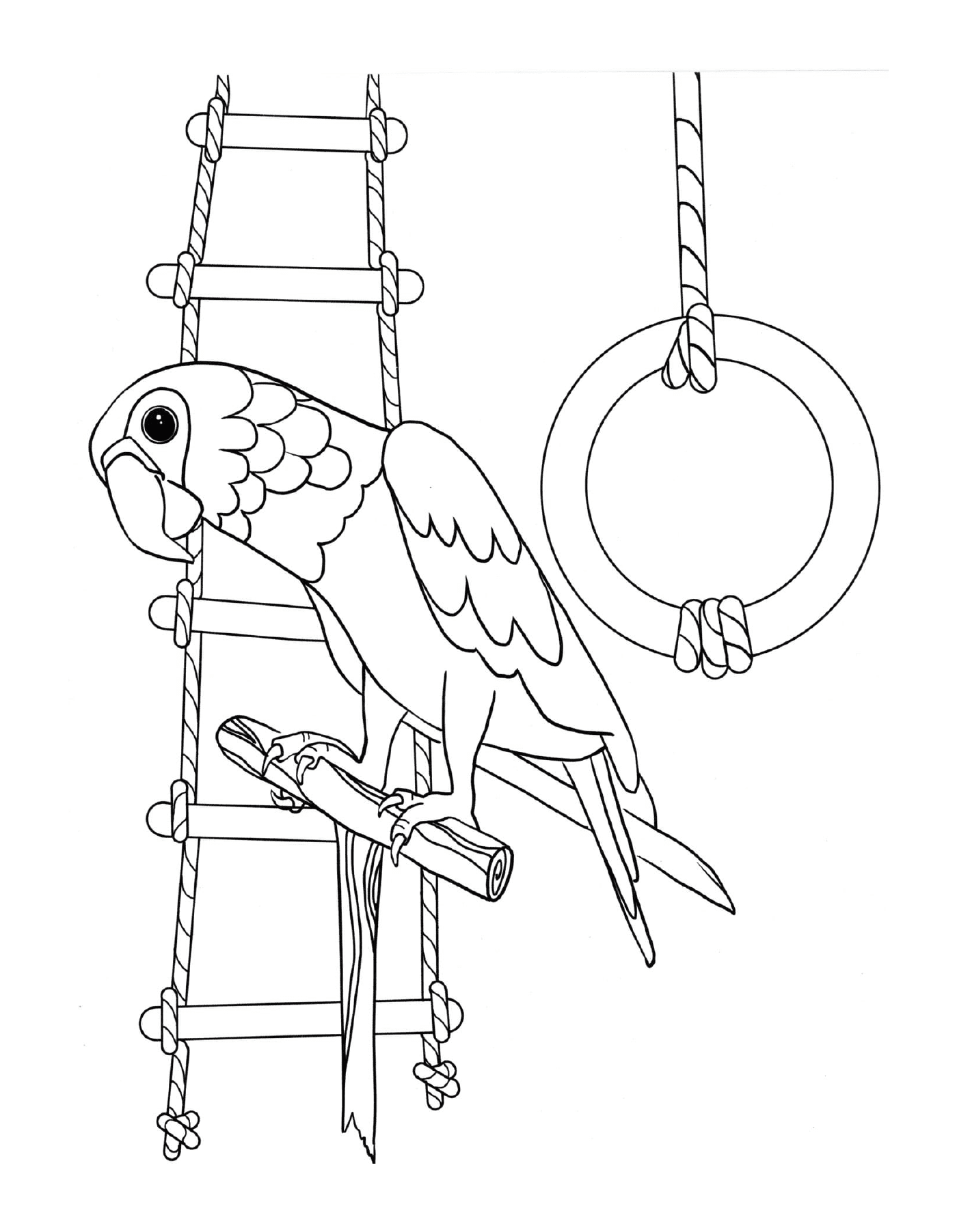  Perrot, der gerne spielt, Vogel thront auf einer Leiter 