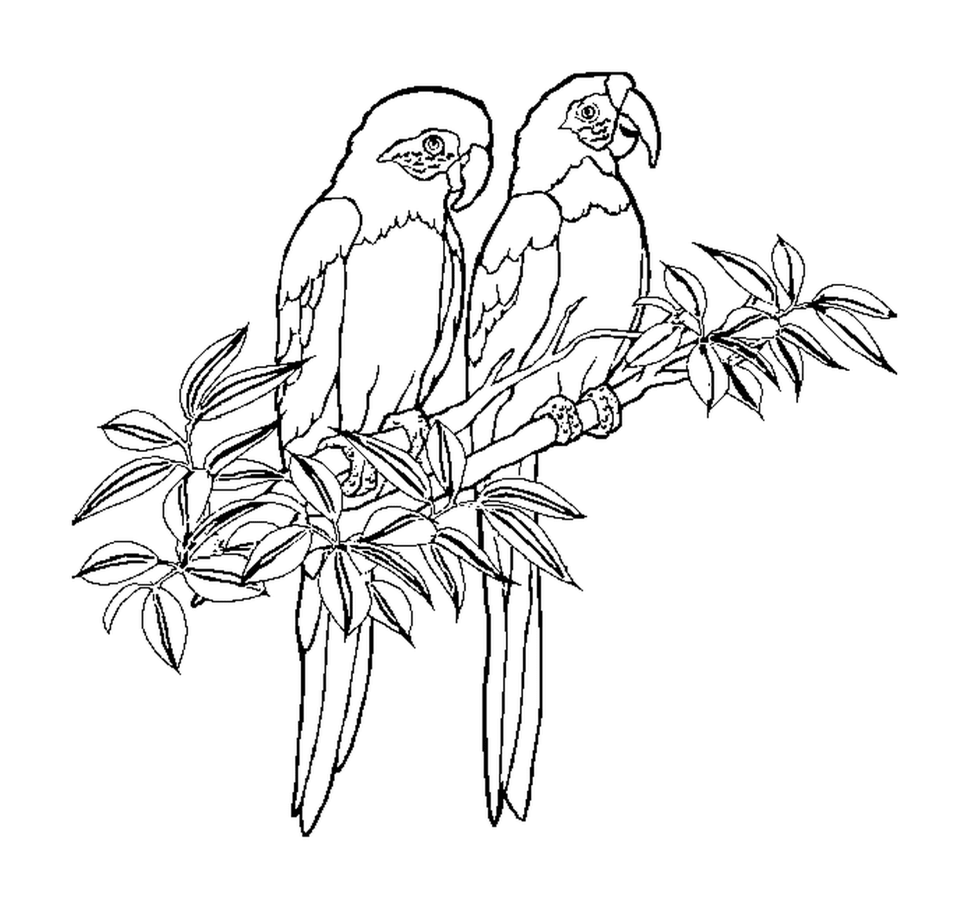  Two parrots perched together 