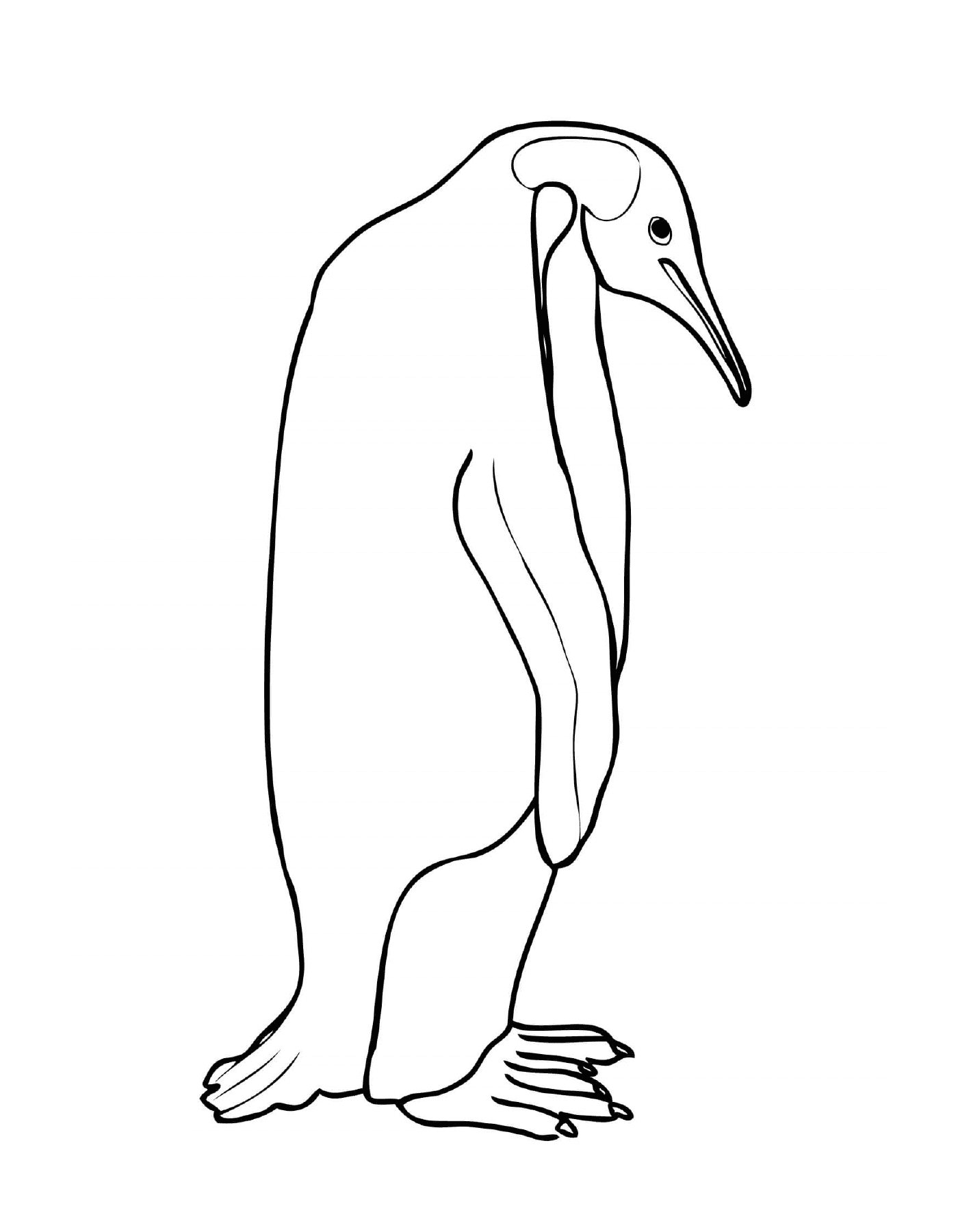  Pinguino manchot con un lungo becco 