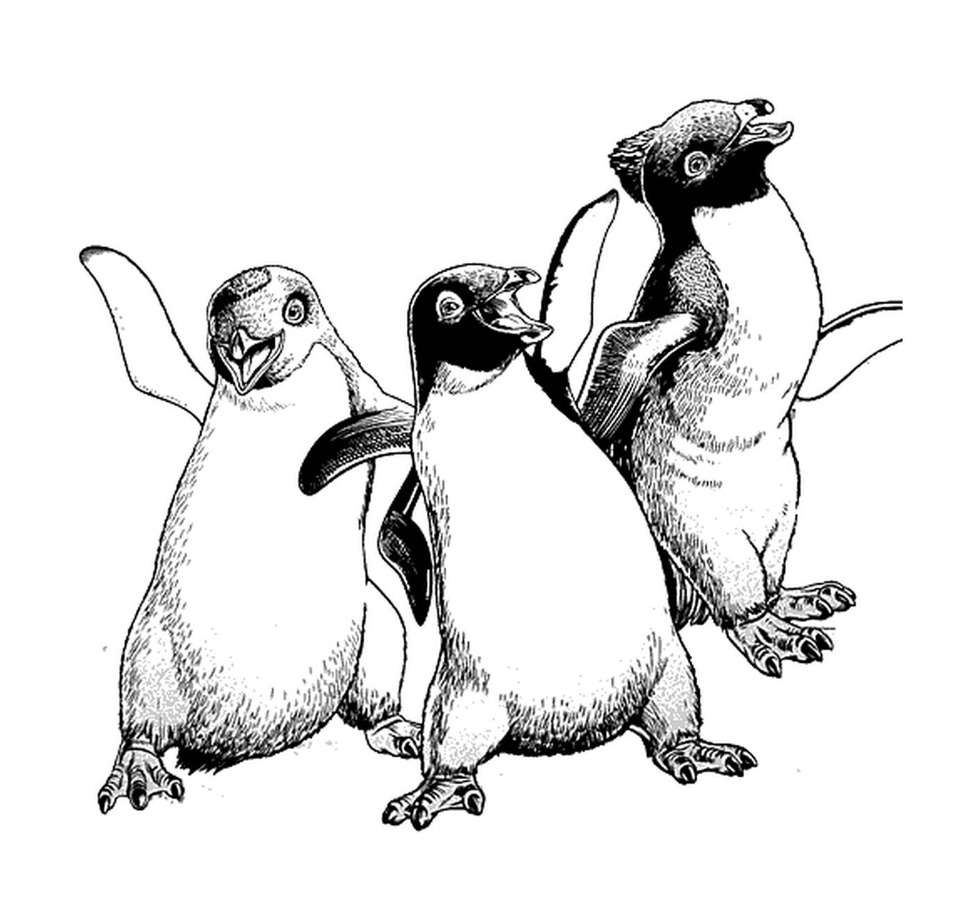  Gruppo di tre pinguini fianco a fianco 