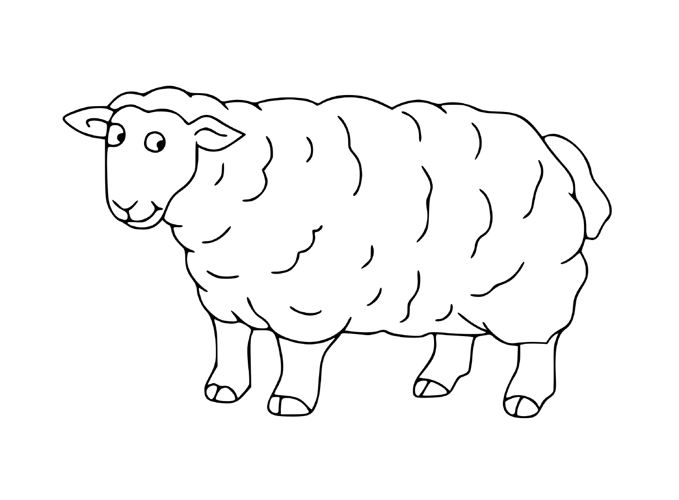  Pecore bianco in campo 