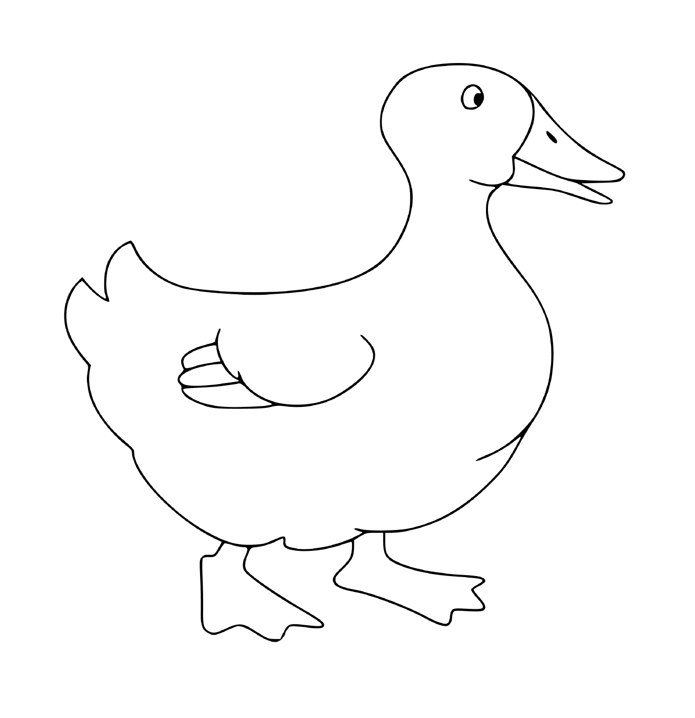  Duck swimming gracefully 
