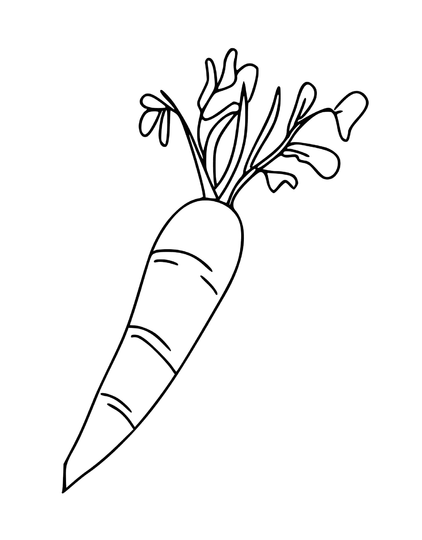  Carrot with green leaves 
