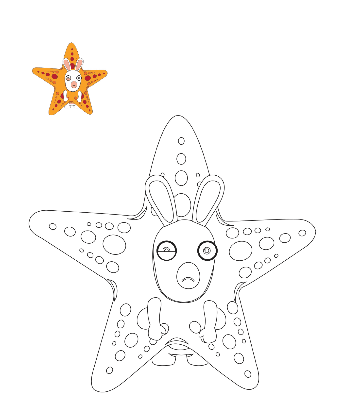  Conejo Cretin estrella de mar 