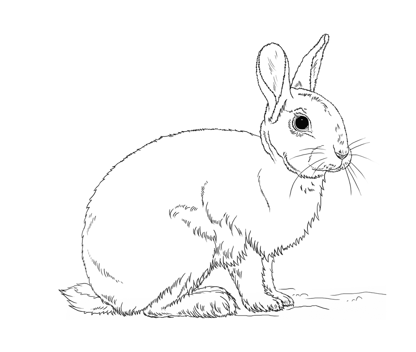  Beautiful, realistic rabbit 