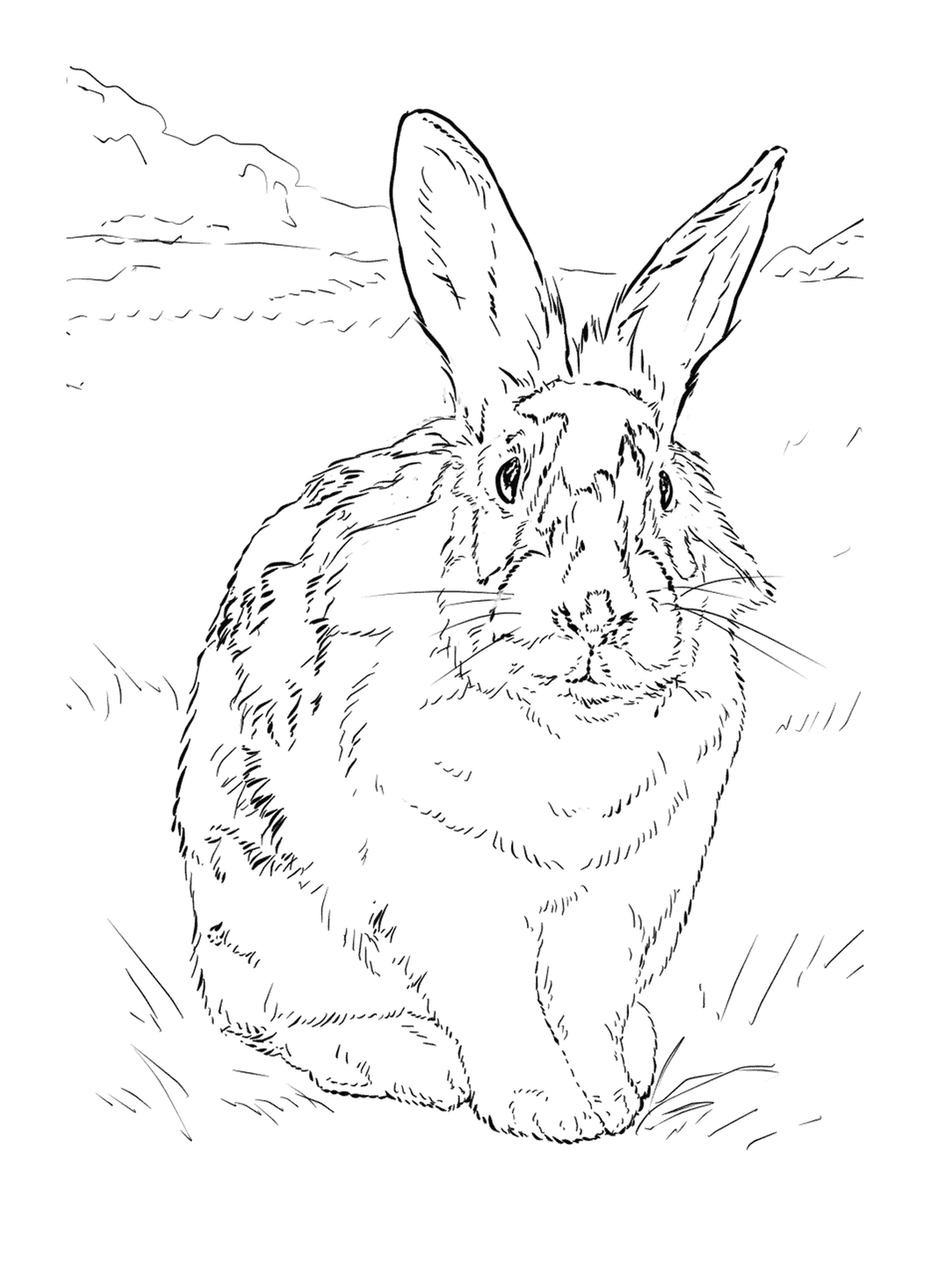  Realistic rabbit in nature 