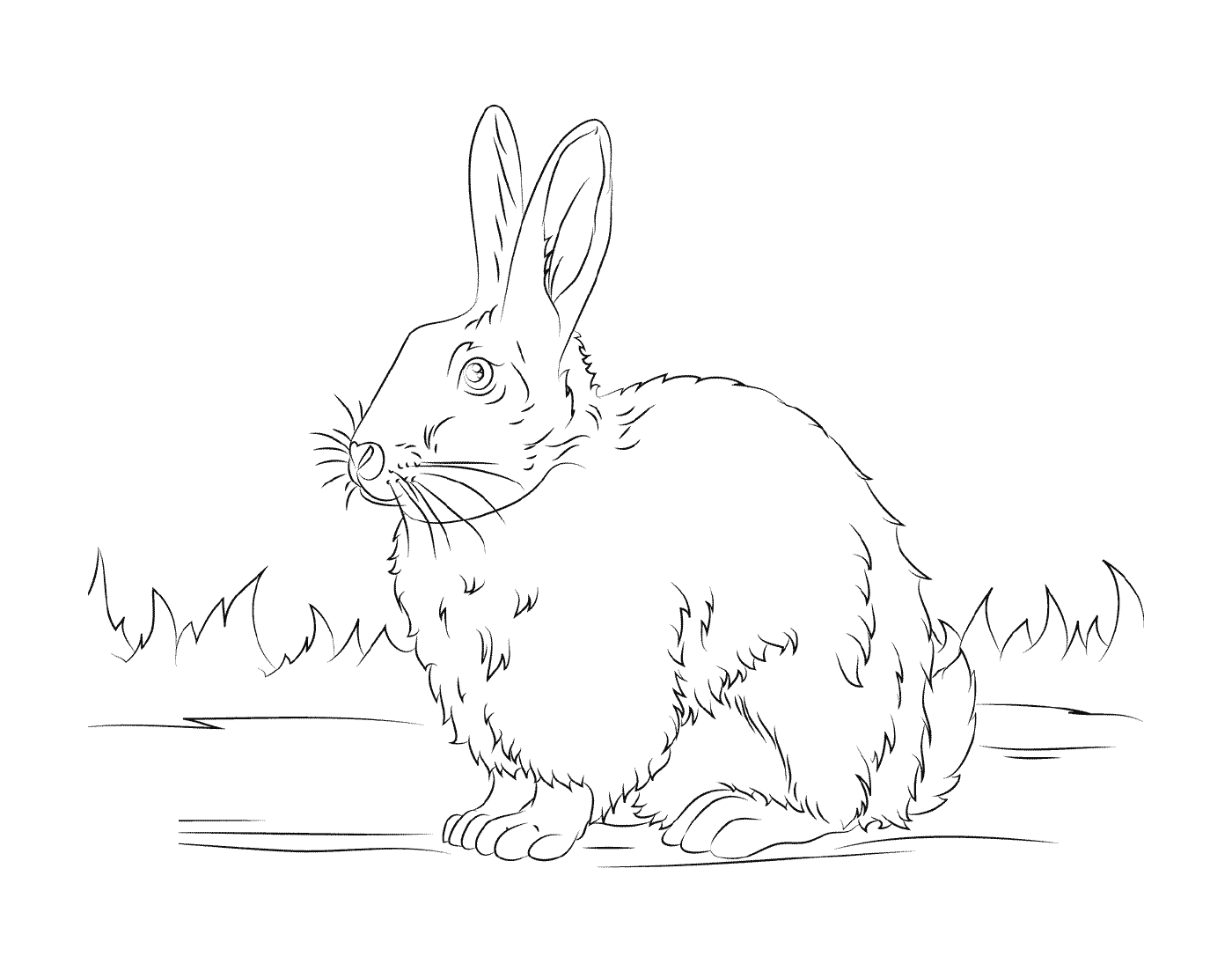  True and realistic rabbit in black and white 