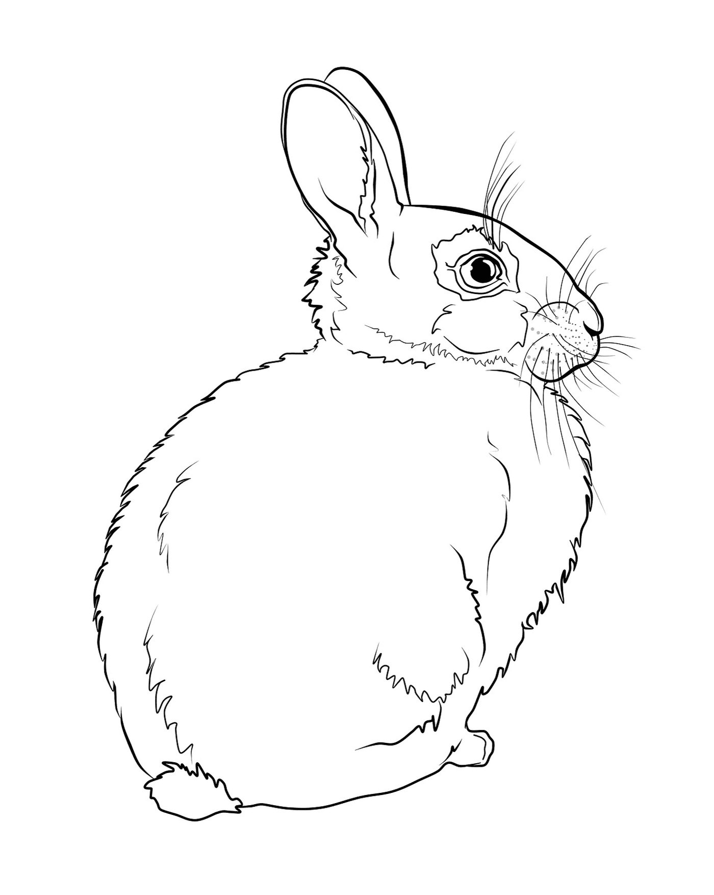  Conejo realista visto desde atrás 
