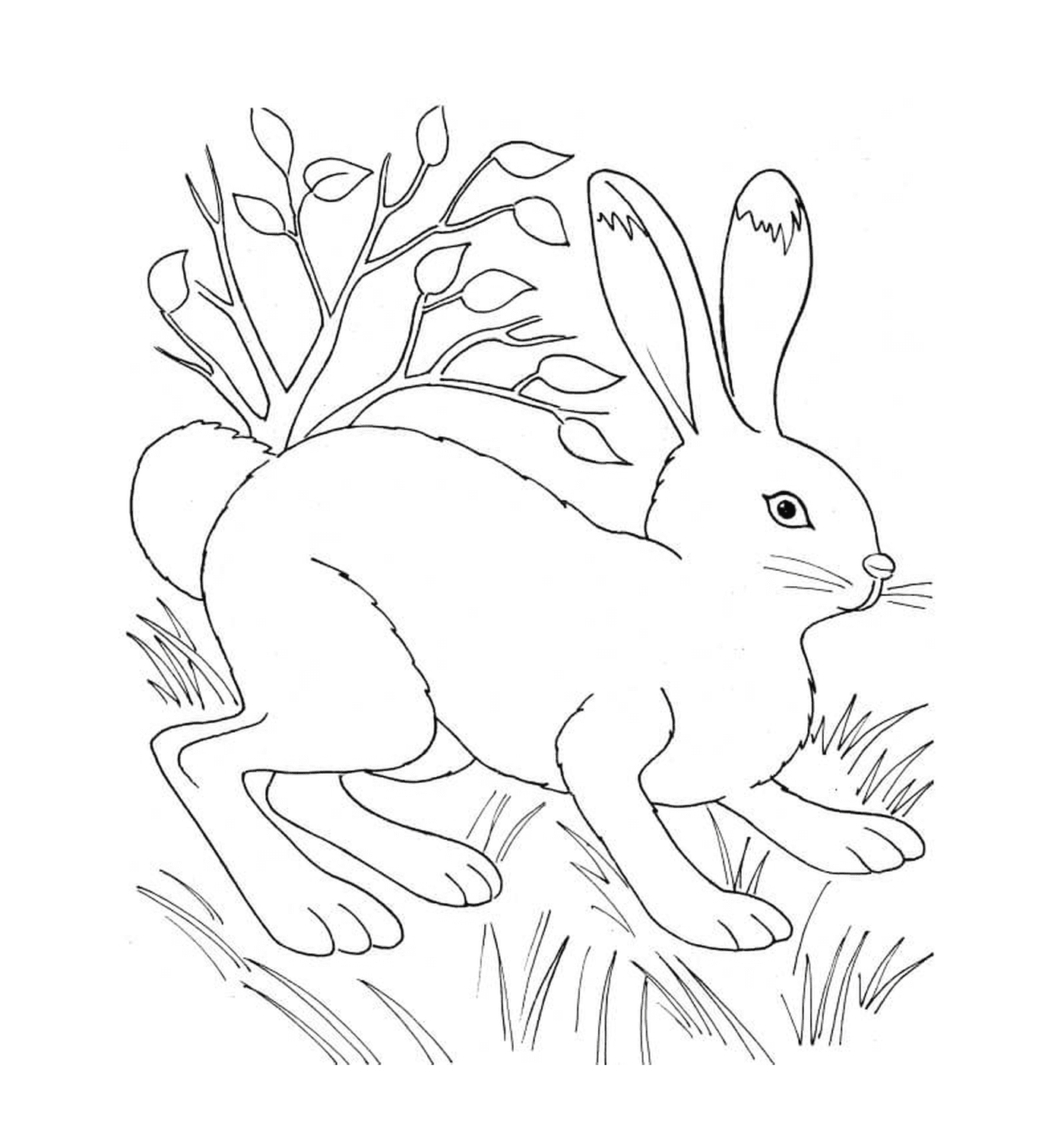  Кролик в природе рядом с растительностью 