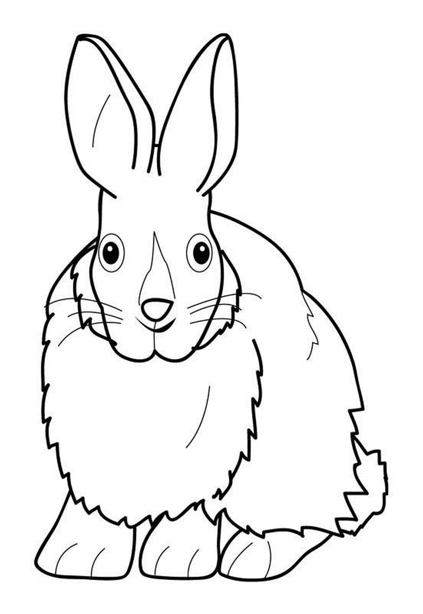  Lindo pequeño conejo peludo 