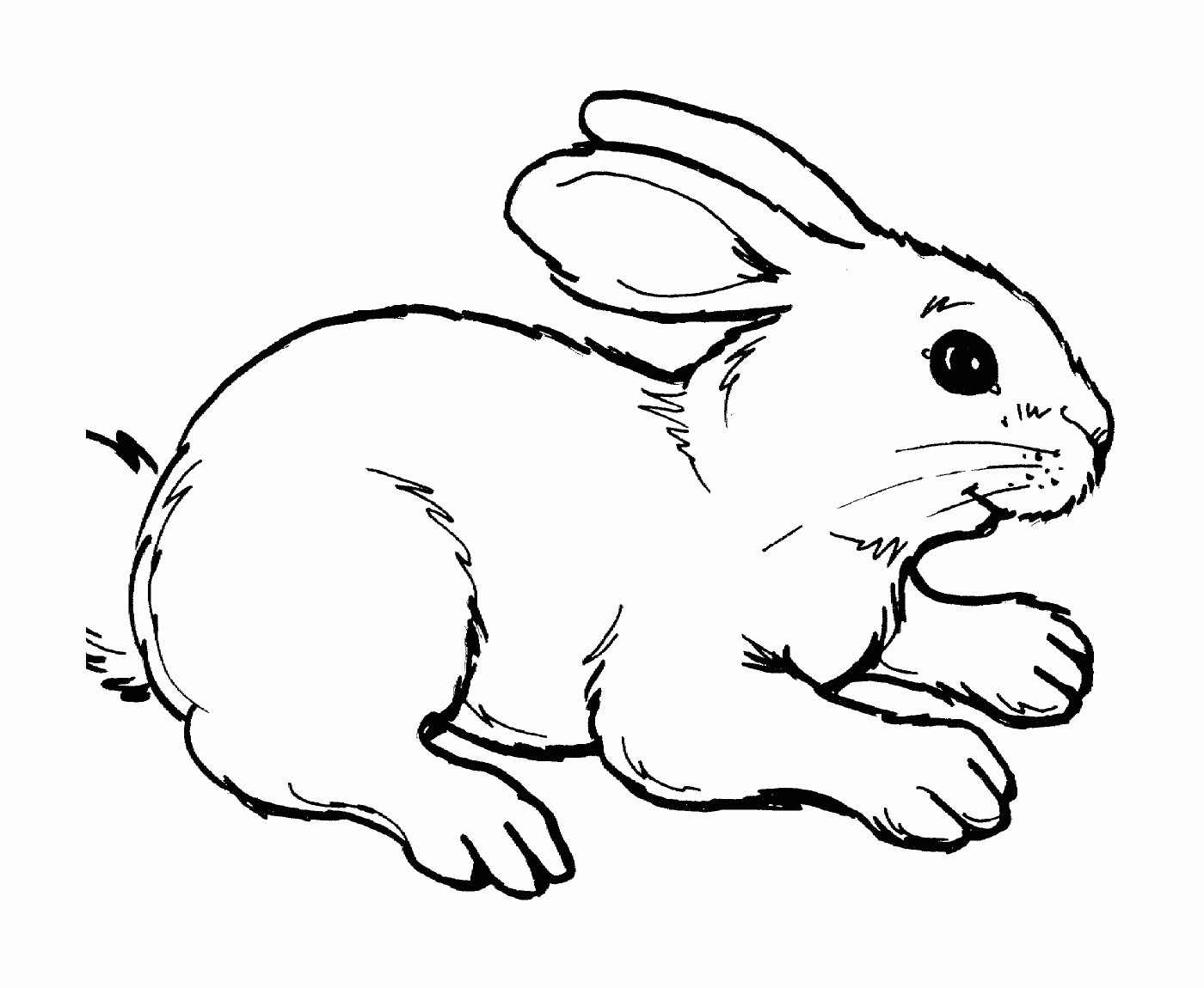  A realistic and cute rabbit 