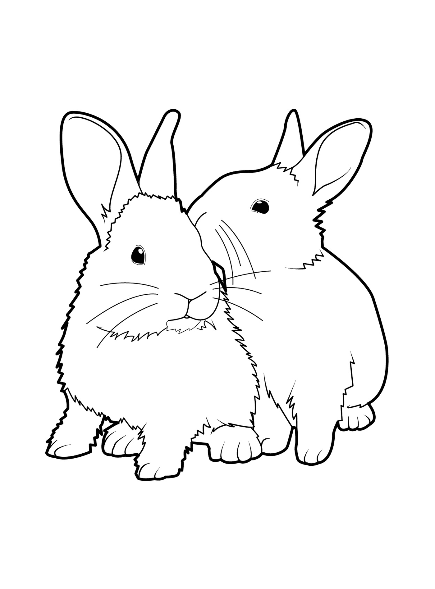  Realistic rabbit duo 