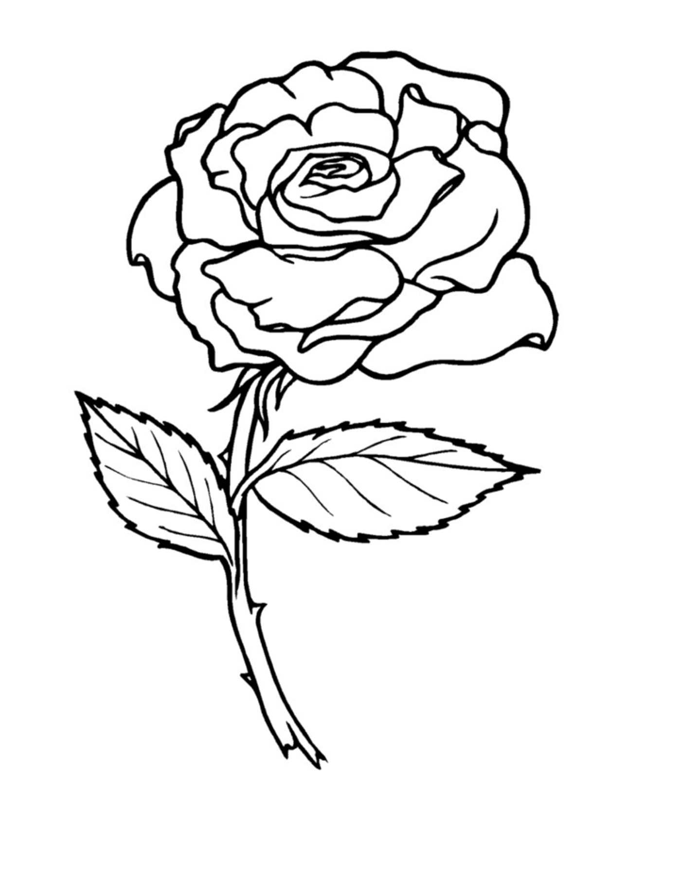  Due rose 