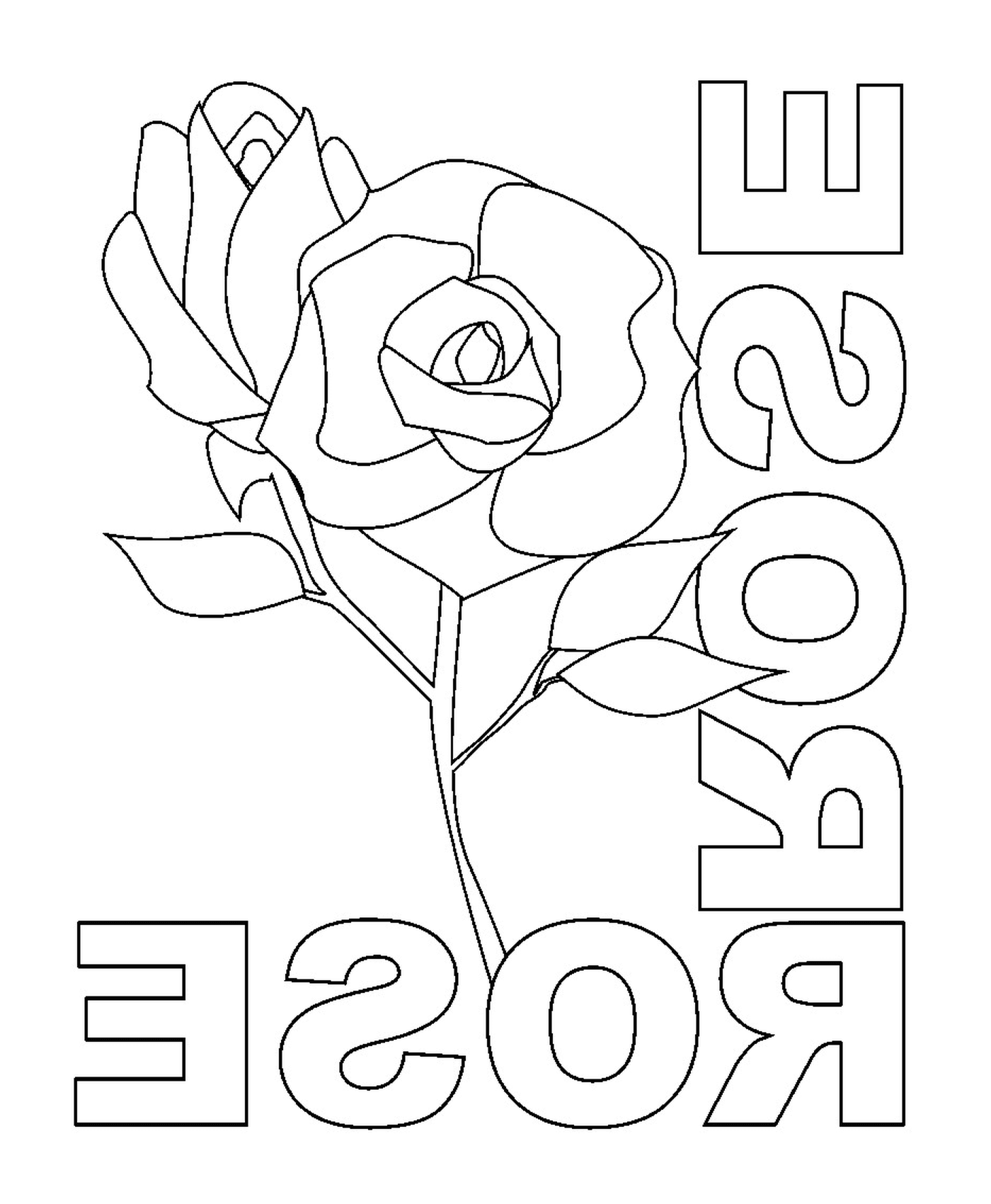  Очаровательная розовая роза 