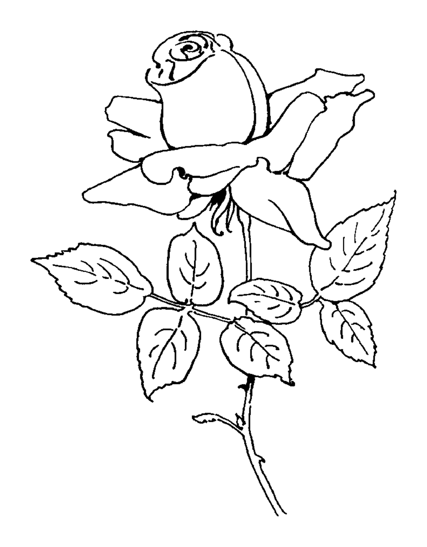  Великолепные цветущие розы 