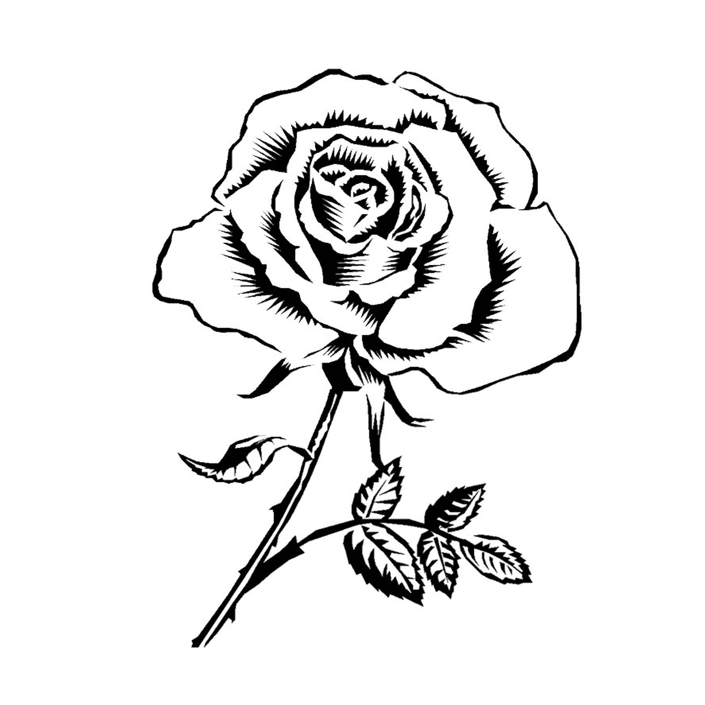  Elegante erwachsene Rose 