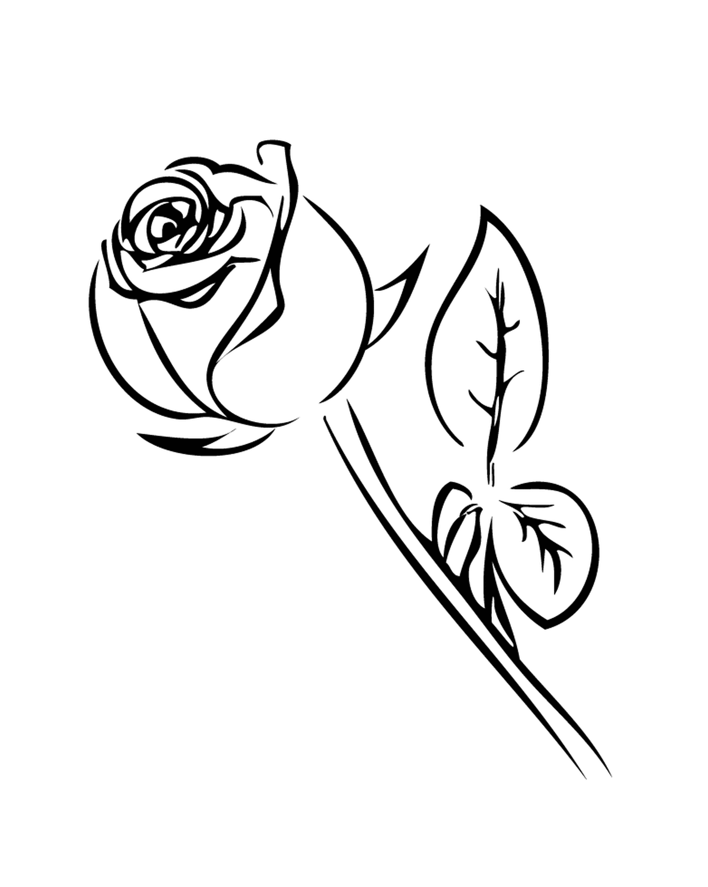  Роза черно-белая 