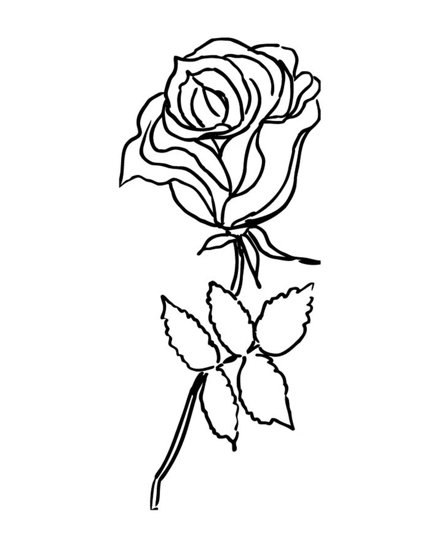  Rosa sencilla y elegante 