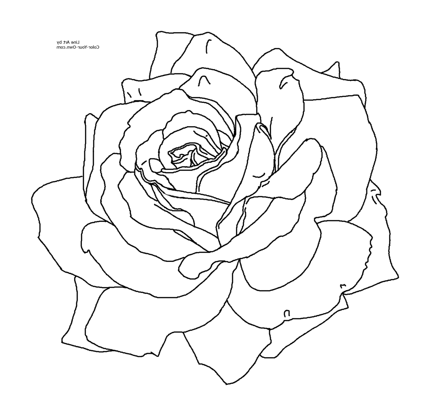  Простая и элегантная роза 