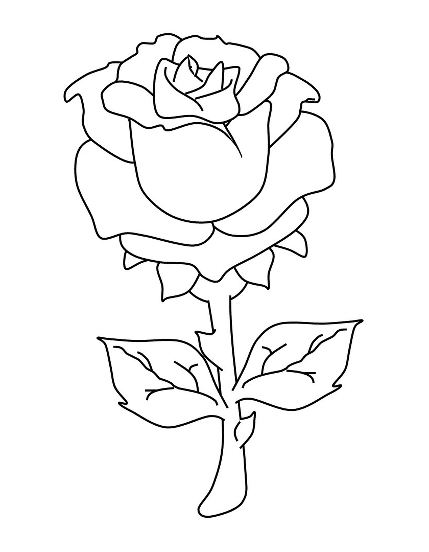  Hermosa rosa floreciente 