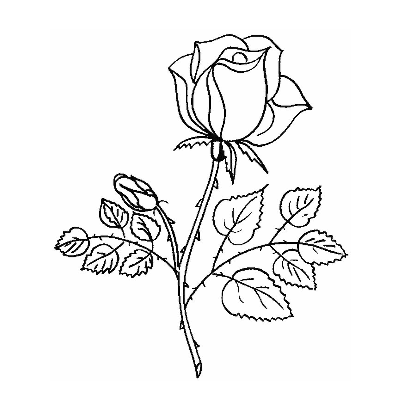  Schöne Rose 
