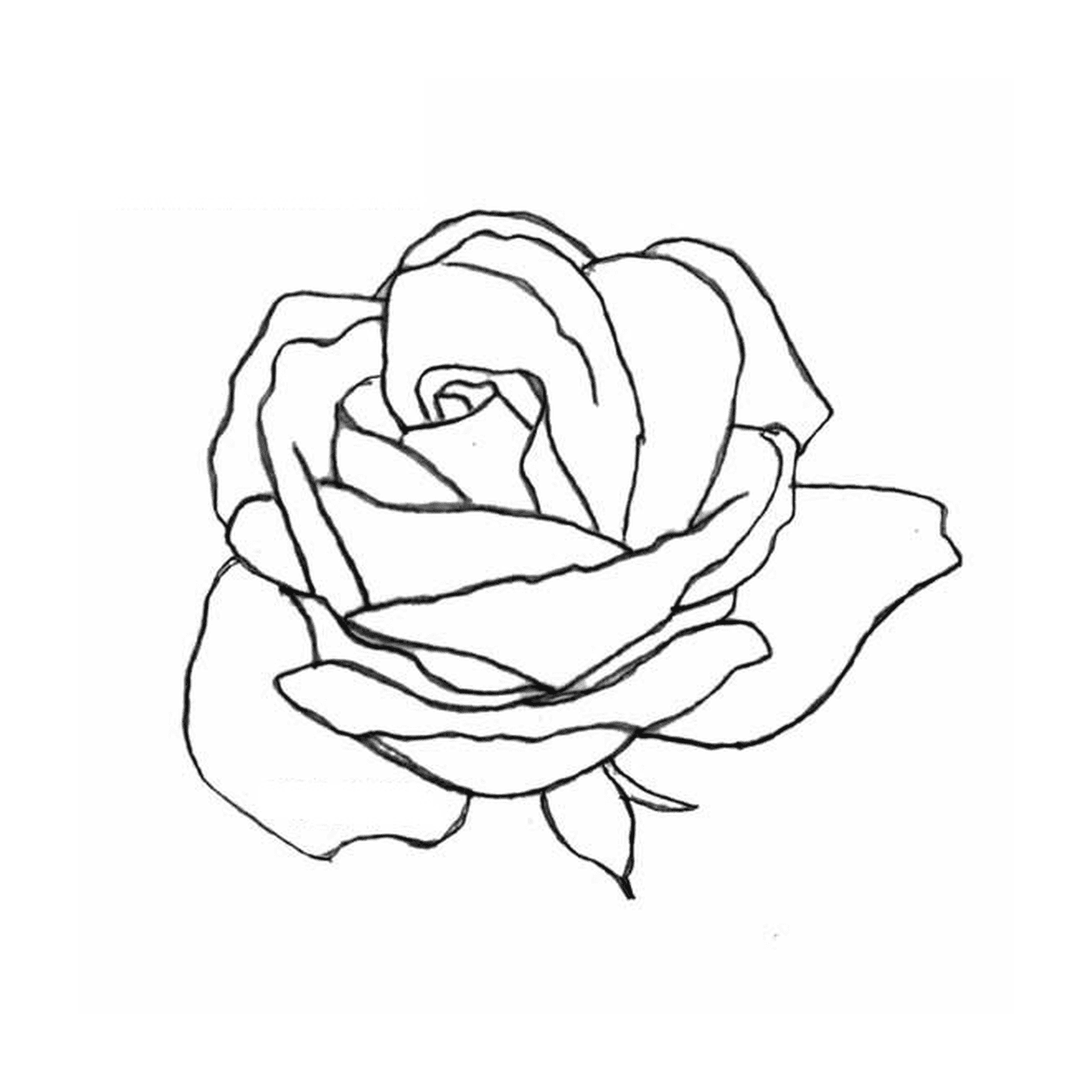  Роза с нежным сердцем 