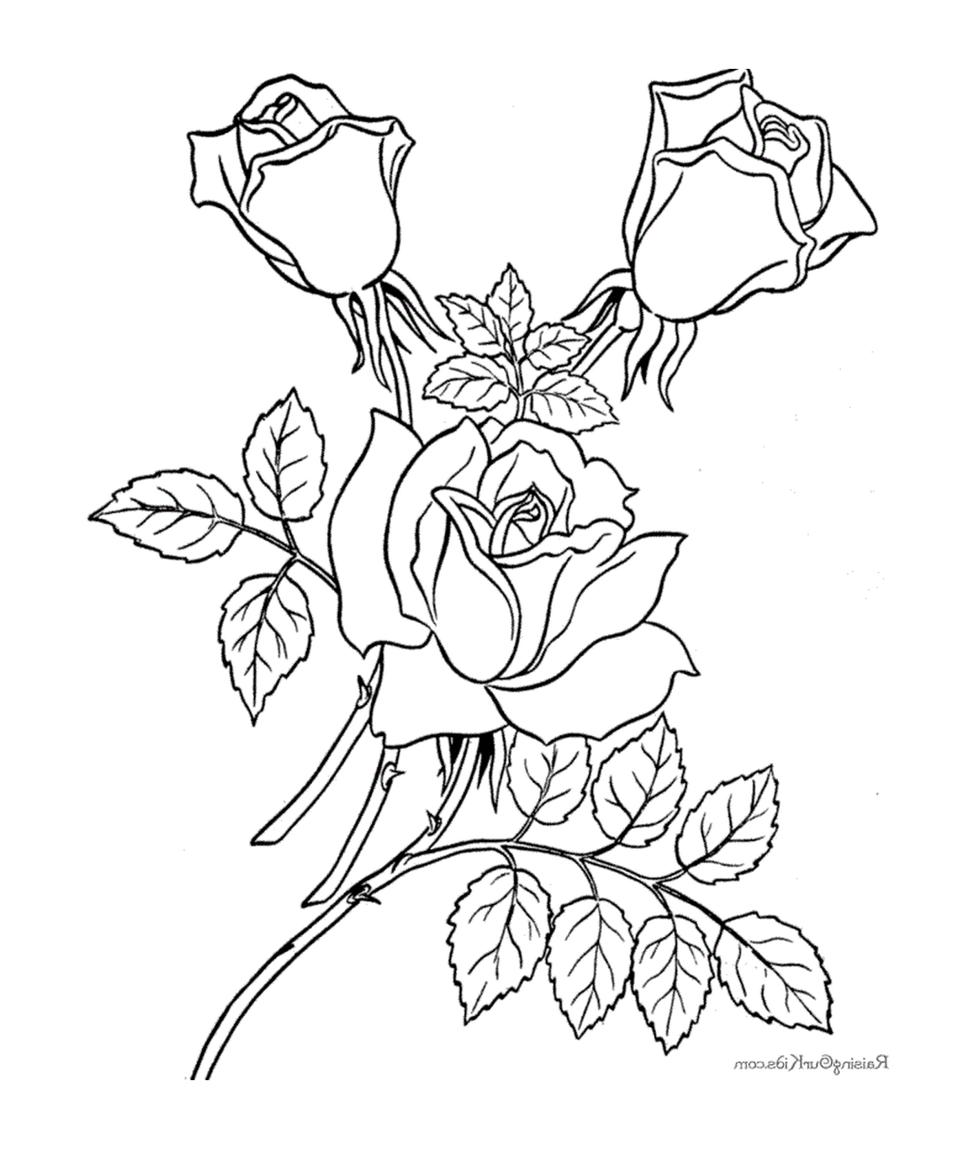  Bella rosa fiorita 