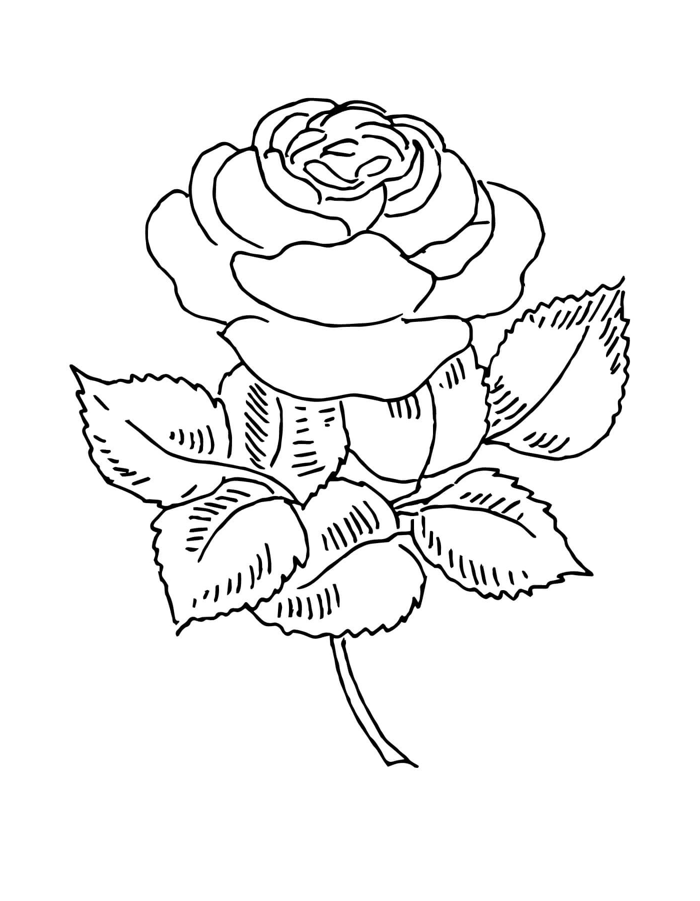  Splendid rose 