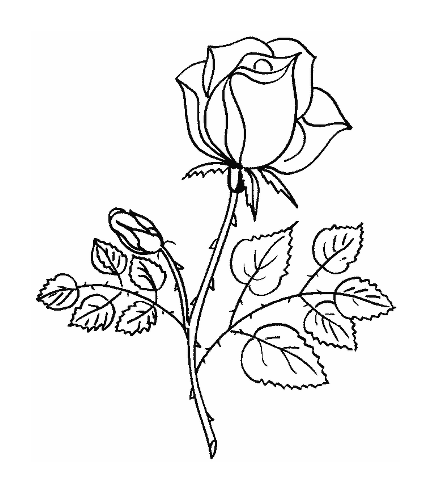  Rose mit zartem Herzen 