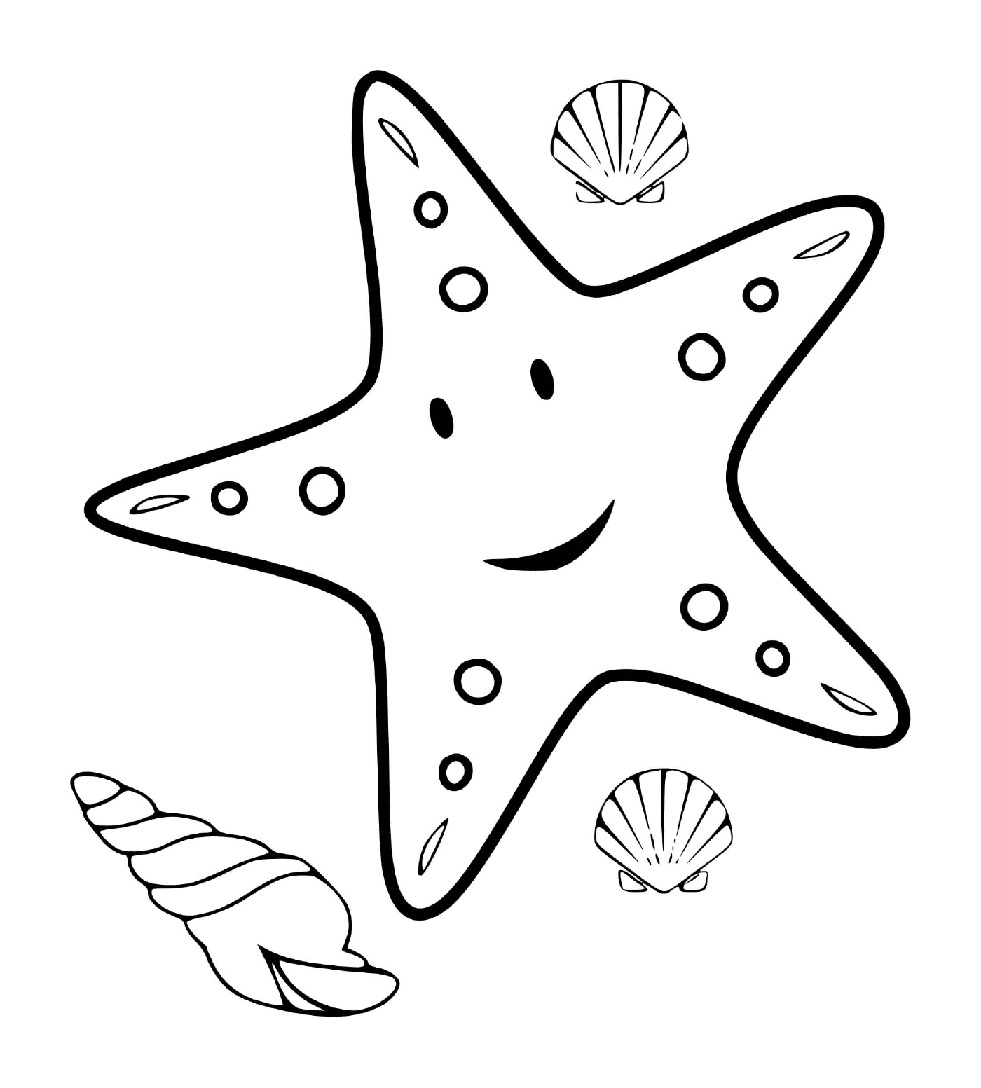  звезда моря и моллюсков 