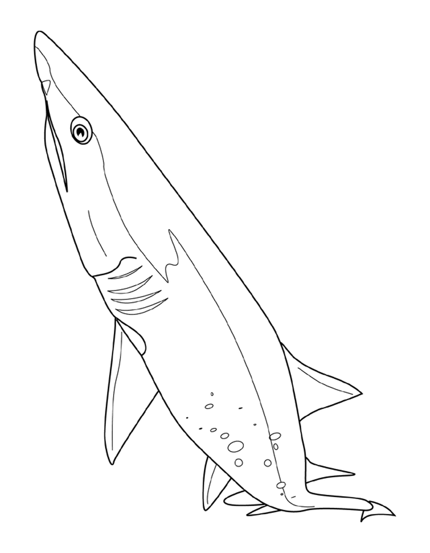  Tiburón Sandtige 