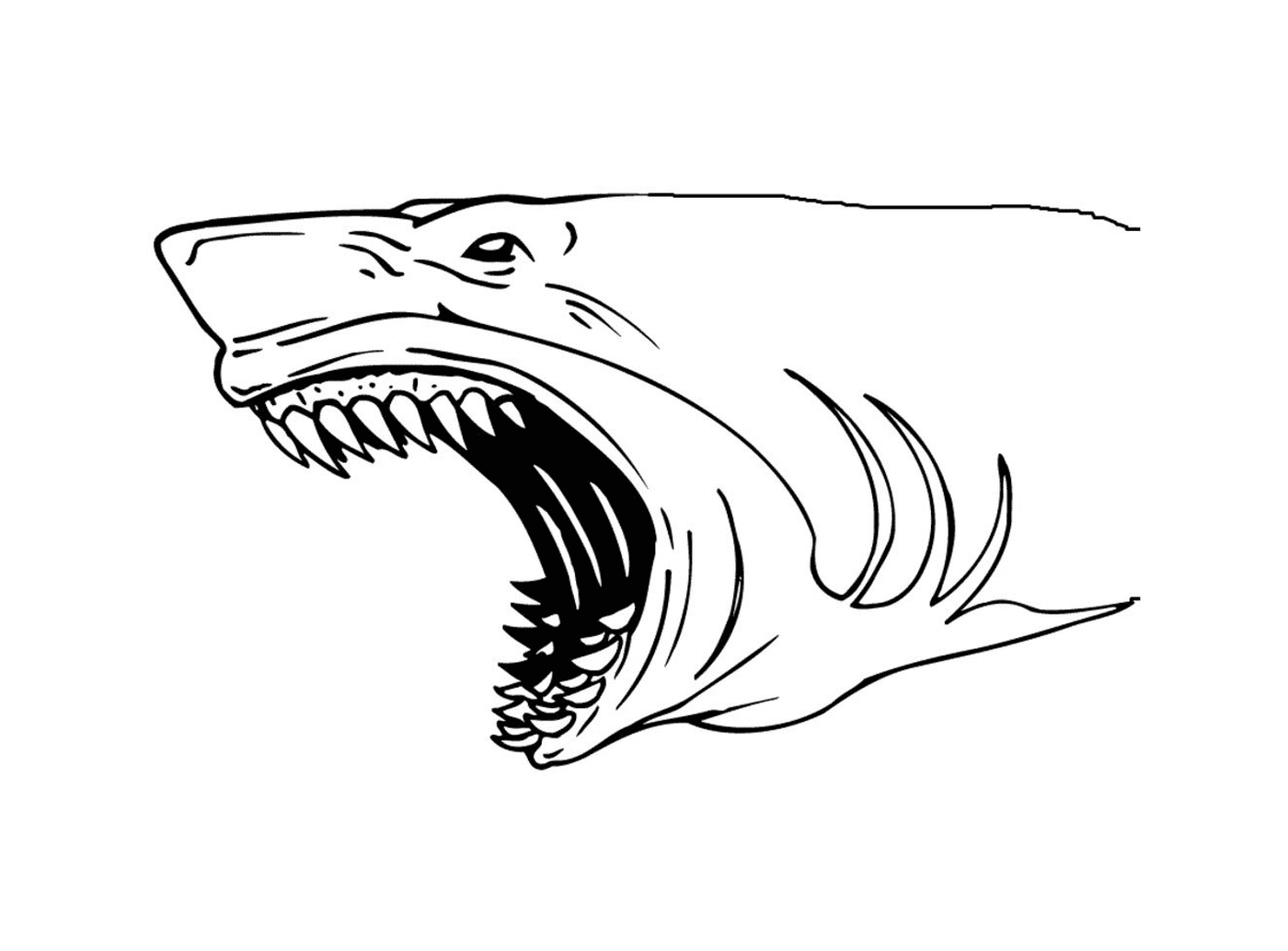  Shark with large teeth 