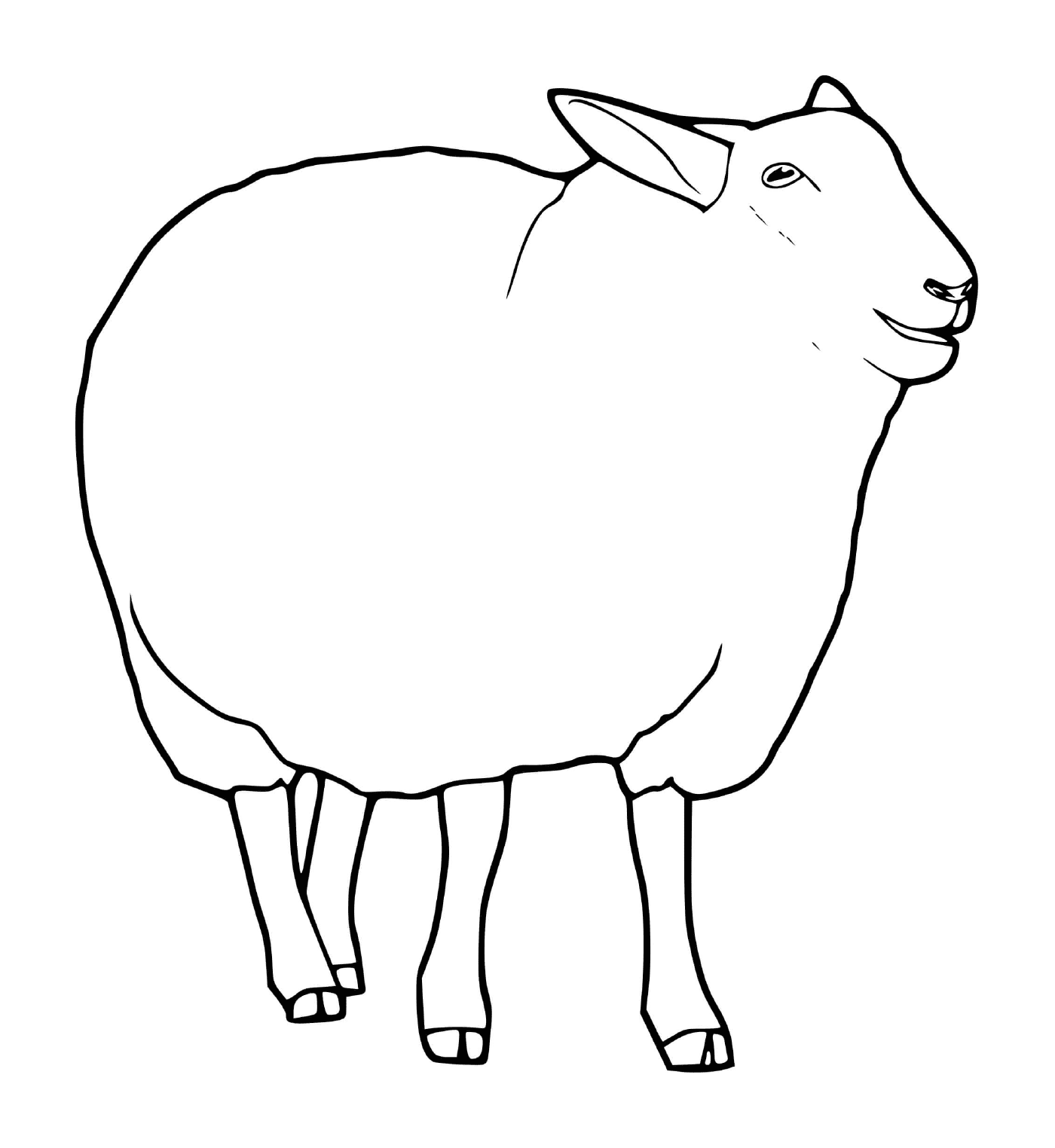 овца в поле 