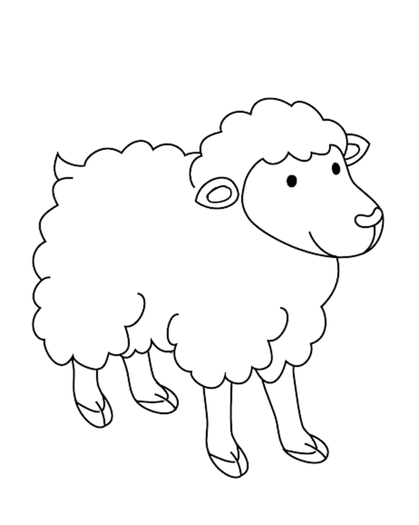  sheep with long wool 