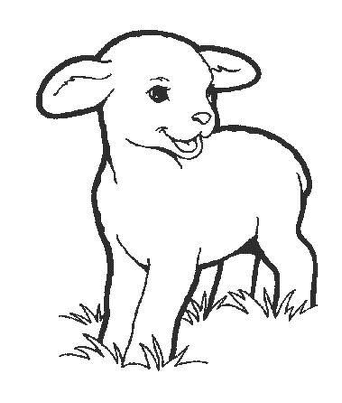  Little cute lamb grazed 