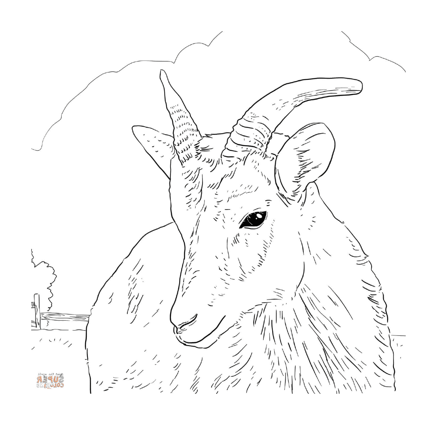  Canadian Mouflon, Impressive Horns 
