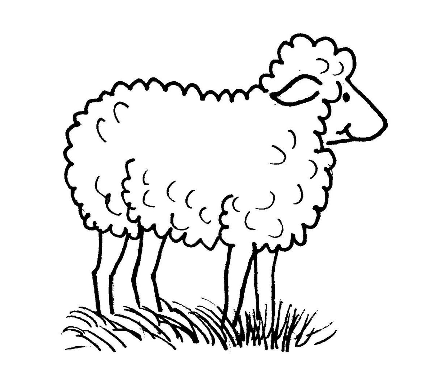  Pecore in natura, materna 