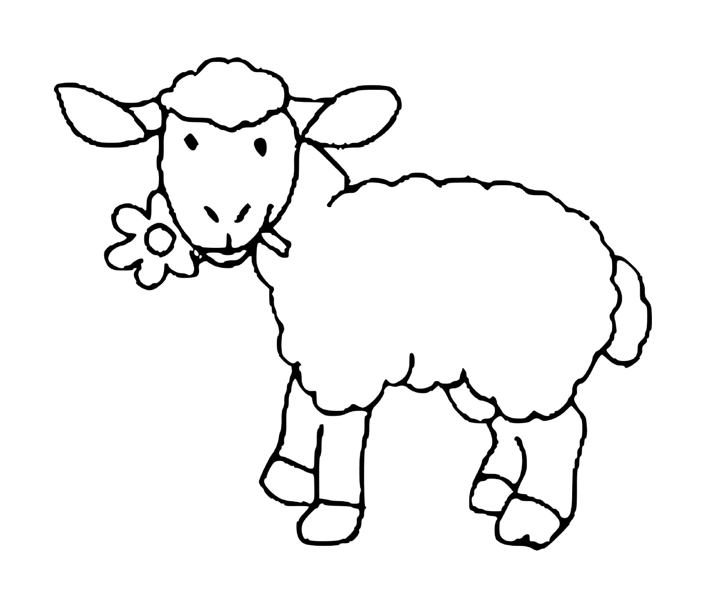  Mouton mangia delicatamente fiore 