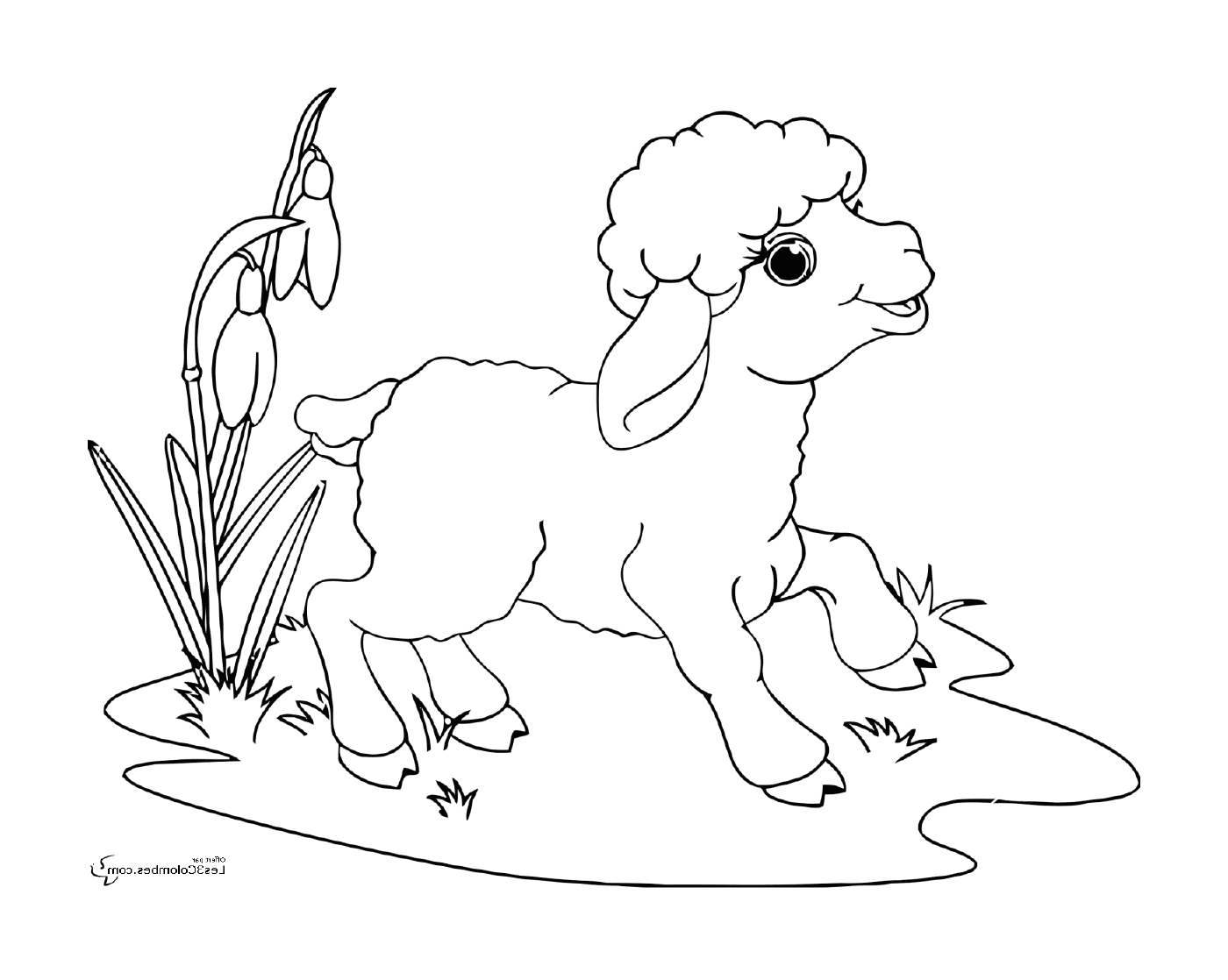  Cute lamb in grass 